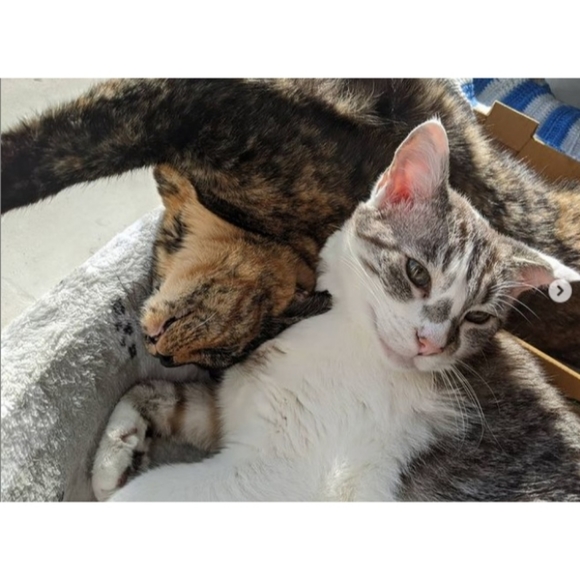 Meet Angie & Suki! - Picture 4 of 12